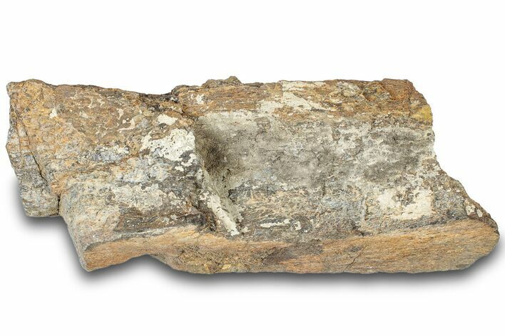 Dinosaur (Triceratops) Bone Section - Montana #307096